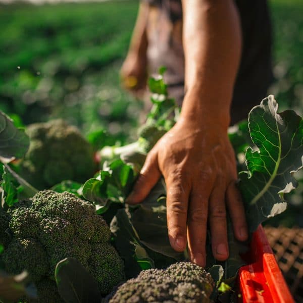 Harvesting Broccoli