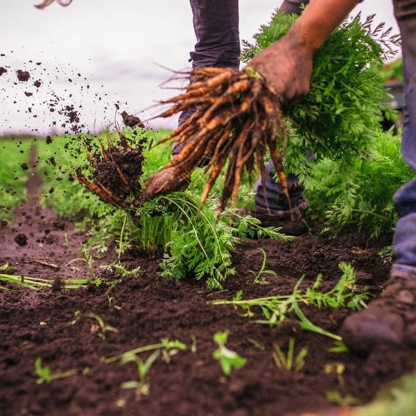 Harvesting Carrots by hand