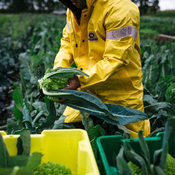 Harvesting Cauliflower