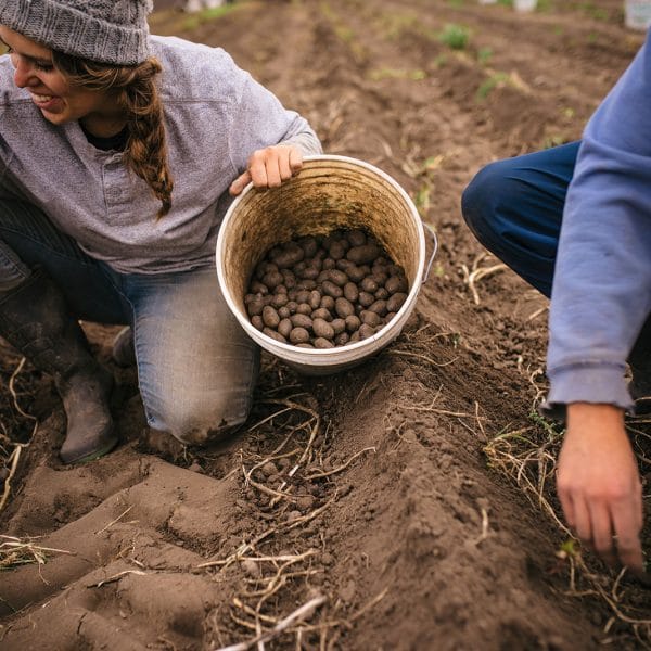 Harvesting Potatoes